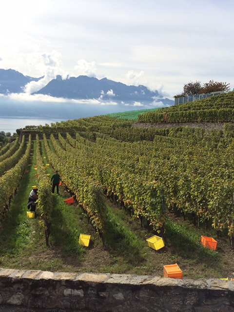 lavaux_portrait_2