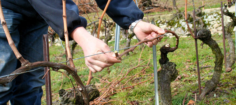 vie_vigne_2