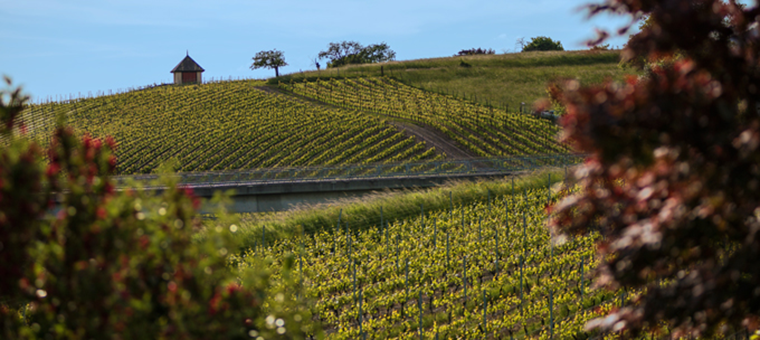 vie_vigne_5